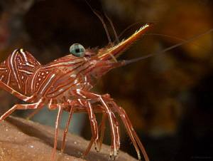 Bruce's Hinge-beak Shrimp by John Roach 